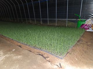 이재진님의 양파 · 자유게시판 작성글 사진