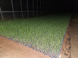 이재진님의 양파 · 자유게시판 작성글 사진