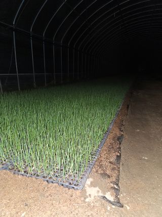 이재진님의 양파 · 자유게시판 작성글 사진