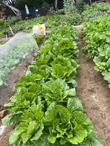 팜모닝 자유주제·자유게시판 게시글 이미지