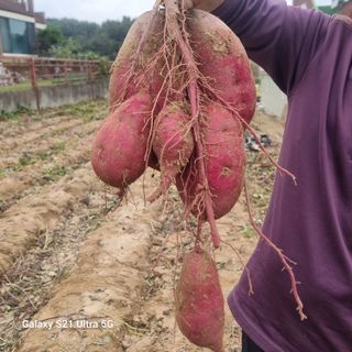 이천산수유님의 10월 내 농작물 자랑하기 · 참여글 작성글 사진