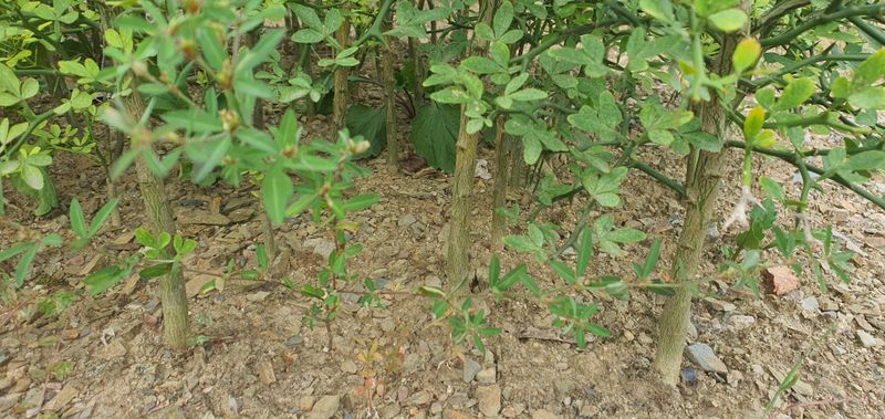 장터 상품 [탱자묘목] 썸네일