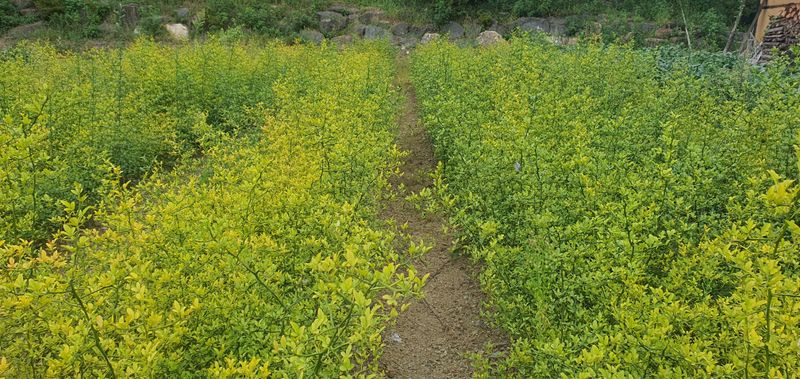 속리산 늘푸른 농장님의 장터 판매 상품 [탱자묘목] 첨부 사진