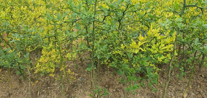 속리산 늘푸른 농장님의 장터 판매 상품 [탱자묘목] 첨부 사진