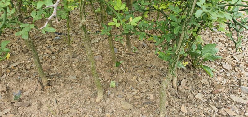 속리산 늘푸른 농장님의 장터 판매 상품 [탱자묘목] 첨부 사진