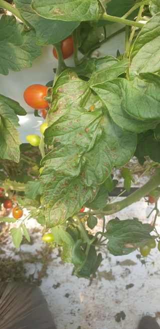 다빈농장님의 기타작물 · 병해충상담 작성글 사진