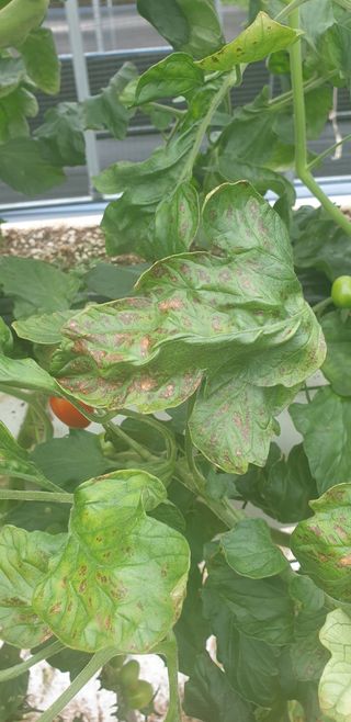 다빈농장님의 기타작물 · 병해충상담 작성글 사진