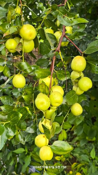황규복(달구지)님의 자유주제 · 자유게시판 작성글 사진