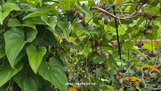 황규복(달구지)님의 자유주제 · 자유게시판 작성글 사진