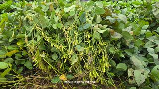 황규복(달구지)님의 자유주제 · 자유게시판 작성글 사진