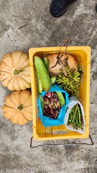 제주부자팜님의 자유주제 · 자유게시판 작성글 사진