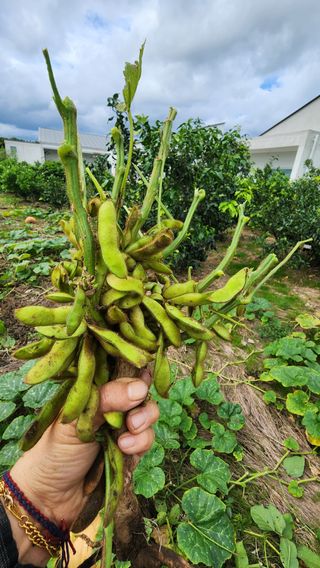 제주부자팜님의 자유주제 · 자유게시판 작성글 사진