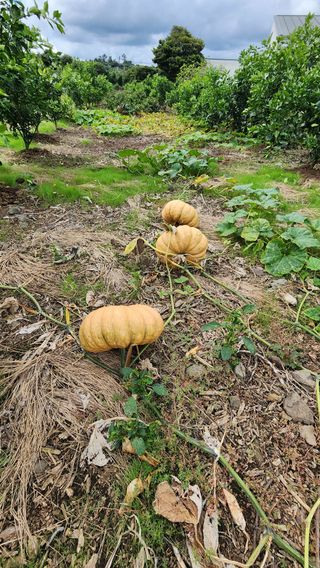 제주부자팜님의 자유주제 · 자유게시판 작성글 사진