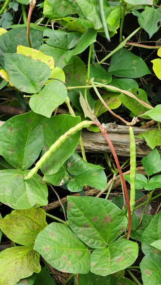 제주부자팜님의 자유주제 · 자유게시판 작성글 사진