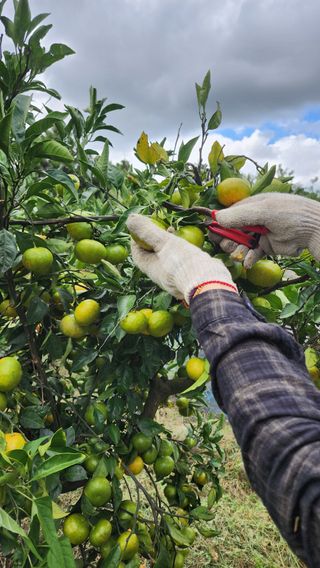 제주부자팜님의 자유주제 · 자유게시판 작성글 사진