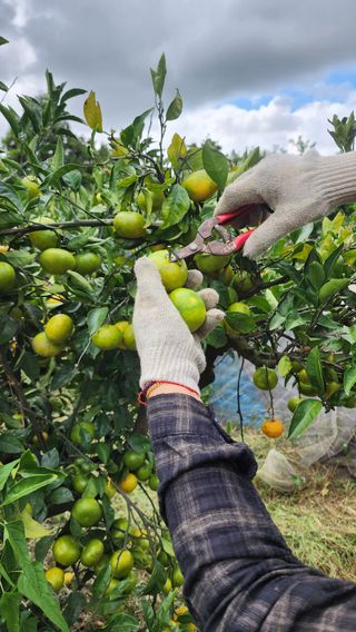 제주부자팜님의 자유주제 · 자유게시판 작성글 사진