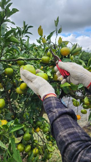 제주부자팜님의 자유주제 · 자유게시판 작성글 사진