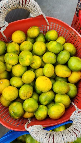 제주부자팜님의 자유주제 · 자유게시판 작성글 사진