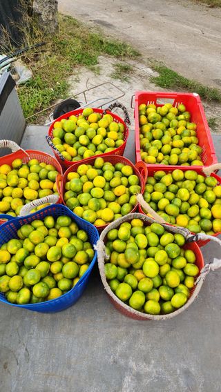 제주부자팜님의 자유주제 · 자유게시판 작성글 사진