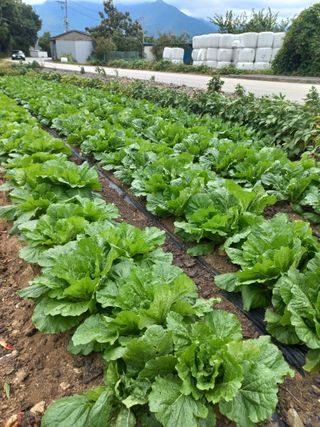 희야님의 배추 · 영농일지 작성글 사진