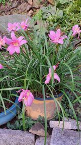 팜모닝 호박·영농일지 게시글 이미지