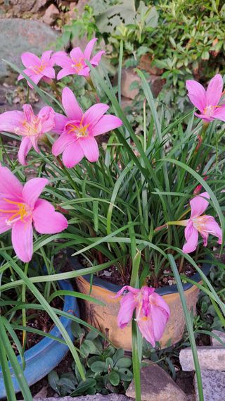 나도농부님의 호박 · 영농일지 작성글 사진