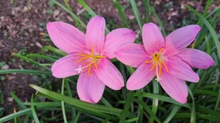 나도농부님의 호박 · 영농일지 작성글 사진