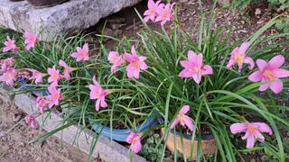 나도농부님의 호박 · 영농일지 작성글 사진