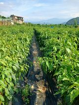 팜모닝 고추·영농일지 게시글 이미지