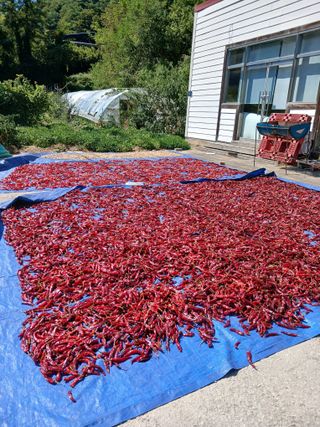 거촌어른님의 고추 · 영농일지 작성글 사진