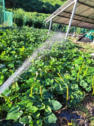 정자형님의 고추 · 영농일지 작성글 사진