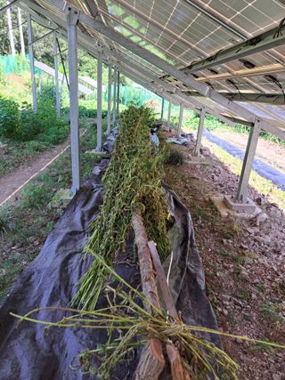 정자형님의 고추 · 영농일지 작성글 사진