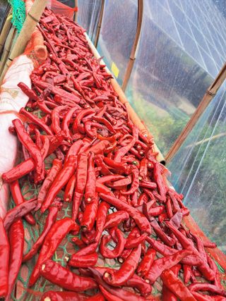 정자형님의 고추 · 영농일지 작성글 사진