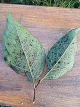 팜모닝 감·병해충상담 게시글 이미지