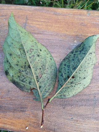 송윤석님의 감 · 병해충상담 작성글 사진