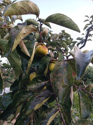 송윤석님의 감 · 병해충상담 작성글 사진