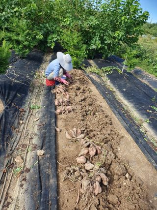 대자유인님의 고구마 · 영농일지 작성글 사진