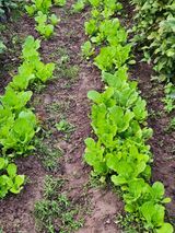 팜모닝 배추·영농일지 게시글 이미지