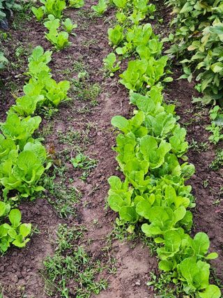 호산님의 배추 · 영농일지 작성글 사진