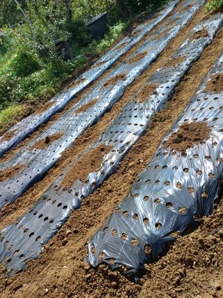 금돌비학님의 기타작물 · 영농일지 작성글 사진