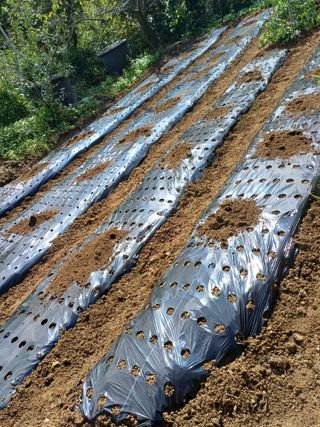 금돌비학님의 기타작물 · 영농일지 작성글 사진