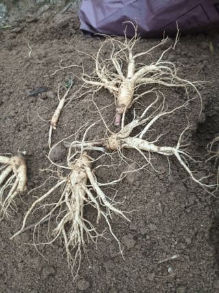 이종원님의 기타작물 · 영농일지 작성글 사진