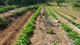 초보농부님의 고구마 · 영농일지 작성글 사진