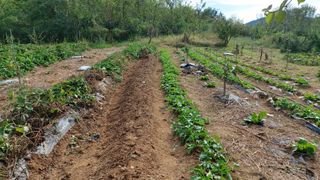 초보농부님의 고구마 · 영농일지 작성글 사진