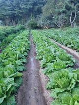 팜모닝 자유주제·자유게시판 게시글 이미지