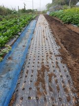 팜모닝 마늘·영농일지 게시글 이미지