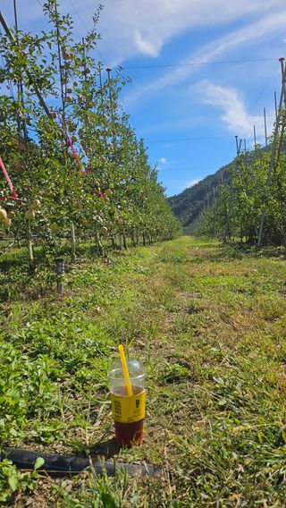사과13993님의 사과 · 영농일지 작성글 사진