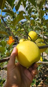 팜모닝 사과·영농일지 게시글 이미지