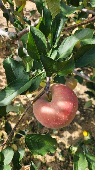 사과13993님의 사과 · 영농일지 작성글 사진