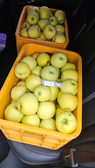 사과13993님의 사과 · 영농일지 작성글 사진